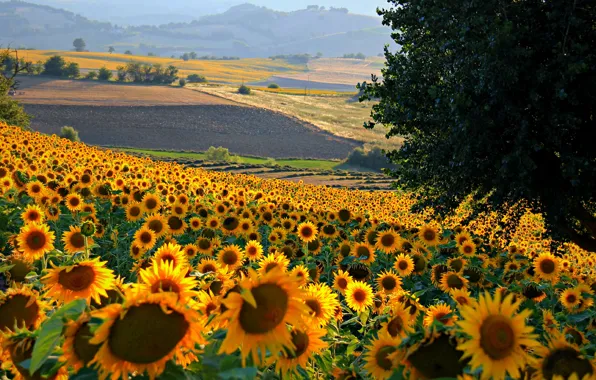 Field, sunflowers, flowers, hills, Italy