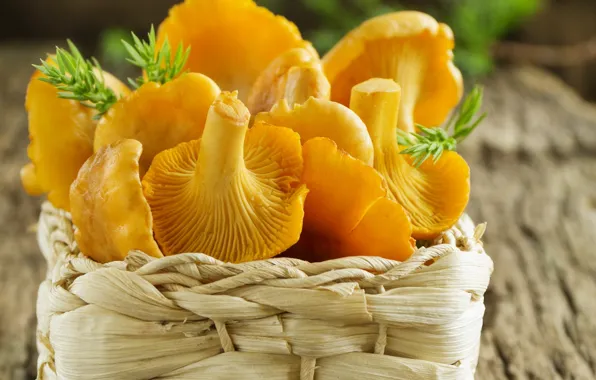 Picture basket, chanterelles, basket, fresh mushrooms, fresh mushrooms