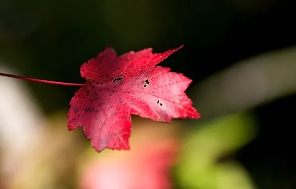 Picture red, sheet, background, blur, autumn, maple