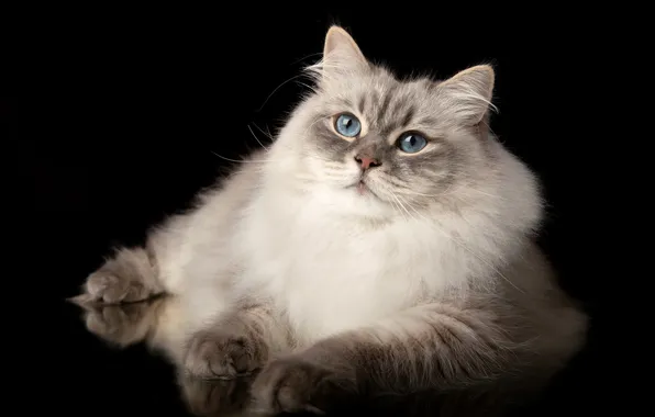 Picture cat, portrait, paws, blue eyes, black background, fluffy, The Neva masquerade cat, Natalia Lays