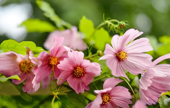 Greens, leaves, macro, flowers, blur, garden, pink, bokeh