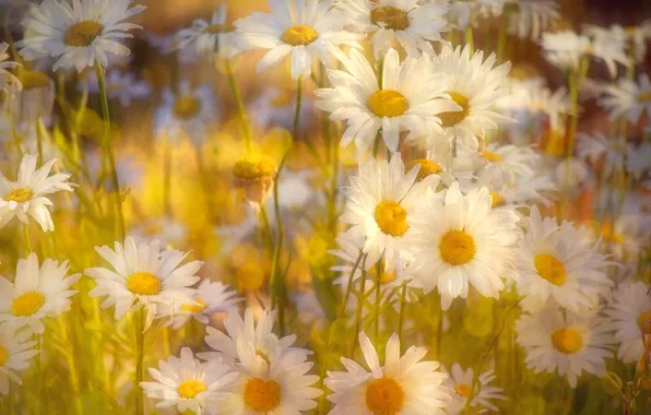 Summer, light, flowers, collage, stems, chamomile, treatment, white