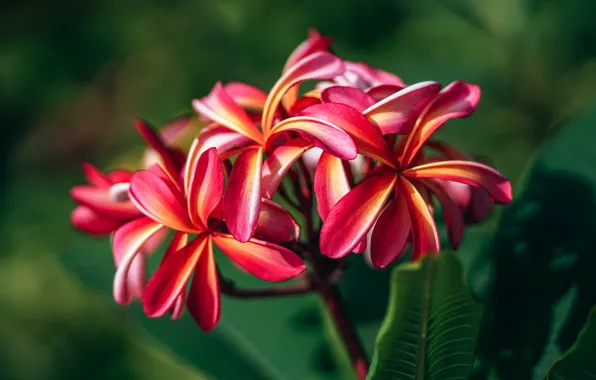 Leaves, flowers, red, green background, plumeria, frangipani