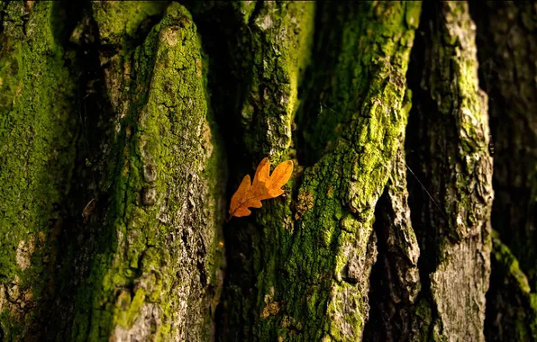 Sheet, tree, bark, autumn