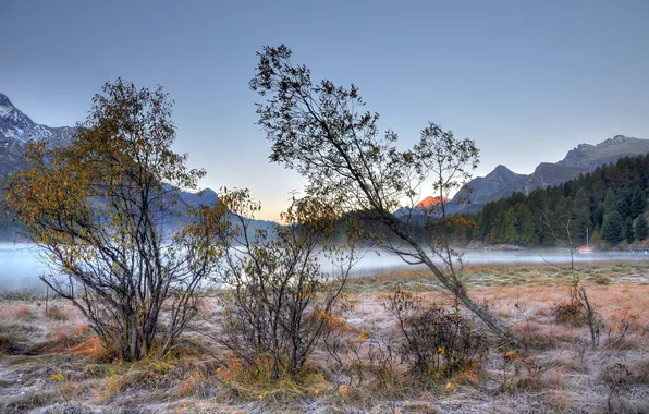 Trees, landscape, nature