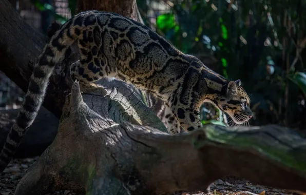 Picture predator, profile, wild cat, clouded leopard