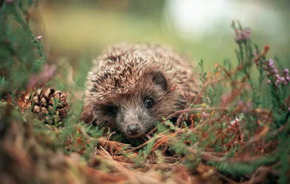 Look, light, flowers, branches, glade, hedgehog, face, bump