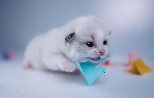 Cat, white, look, pose, paper, kitty, toy, face