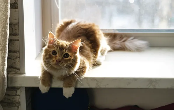 Cat, look, background