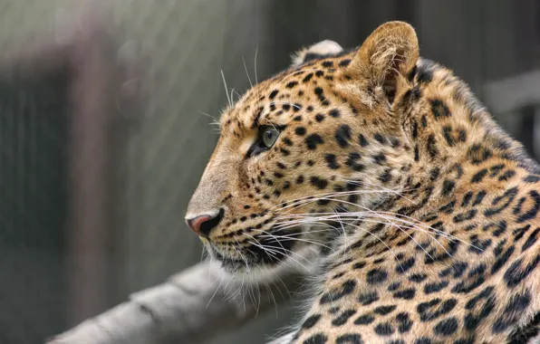 Picture face, predator, spot, leopard, profile, fur, color, wild cat