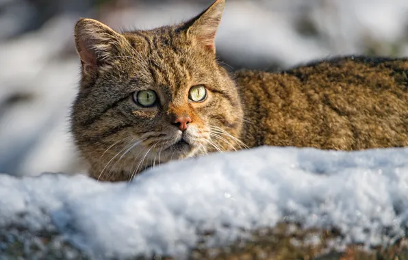 Look, face, snow, Wild cat, Wildcat