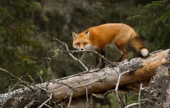 Forest, tree, Fox, red, log