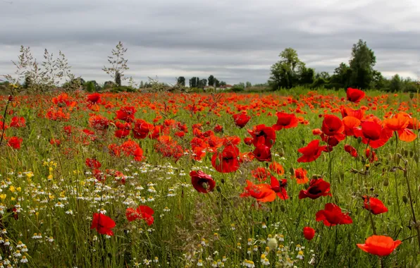 Flowers, Maki, meadow, poppy field