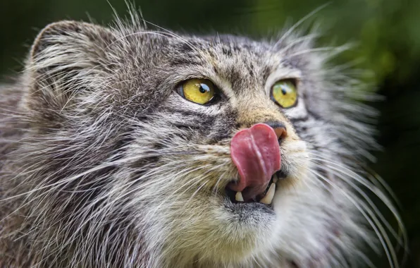 Language, cat, face, manul, ©Tambako The Jaguar