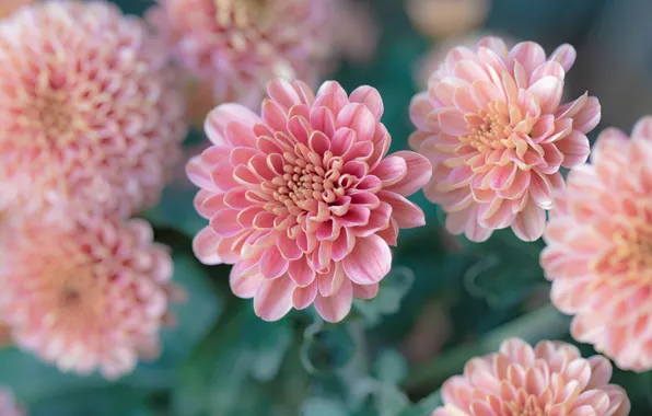 Pink, chrysanthemum, Maria Obidina