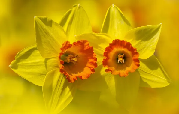 Flower, background, petals, Narcissus