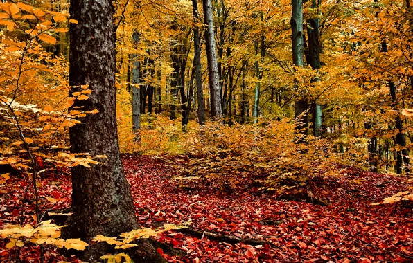 Picture autumn, forest, trees, red-yellow foliage