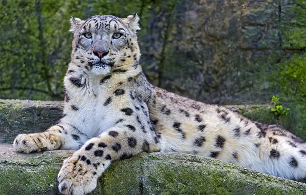 Look, IRBIS, snow leopard, snow leopard