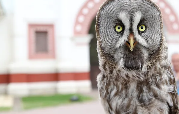 Animals, owl, bird, posing, birds, in all growth, Kolomenskoye, Vladimir Miloserdov