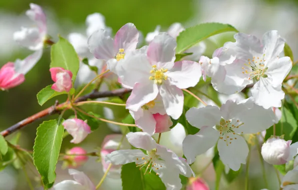 Leaves, light, flowers, branches, green, background, spring, petals