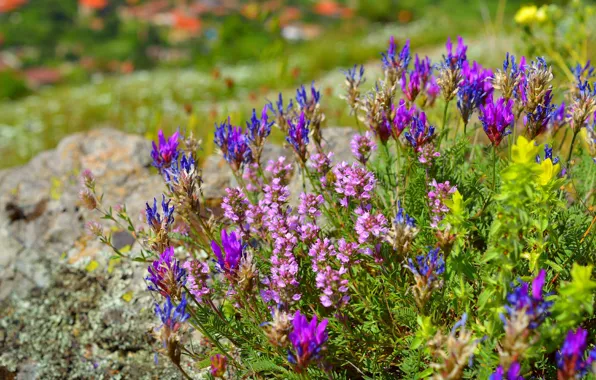 Picture Spring, Spring, Flowering, Flowering, Oxytropis