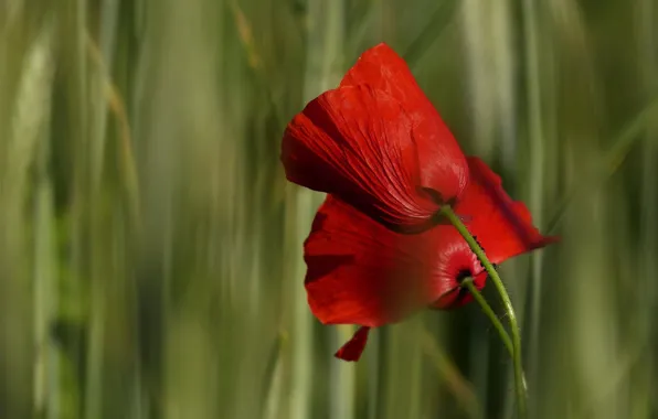 Flowers, Mac, rye, Maki, petals, spikelets, red, ears