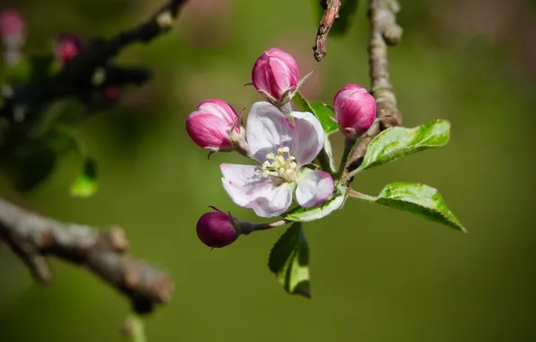 Macro, light, flowers, branch, spring, garden, pink, Apple