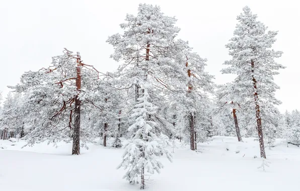 Winter, forest, snow, trees, branches, trunks, the snow, white background