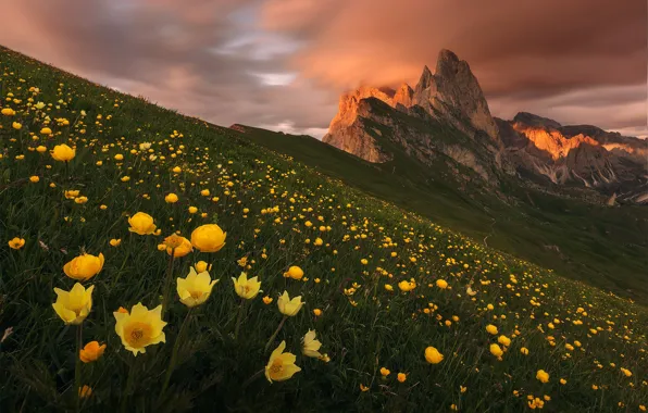 Picture yellow, hills, flowers, globeflowers, Alps, slope, mountains, The Dolomites