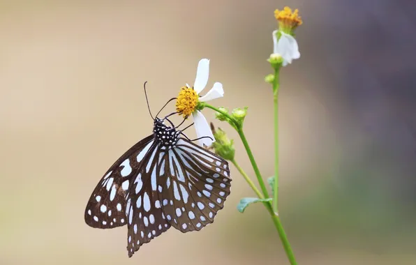 Picture flower, background, butterfly, kosmeya