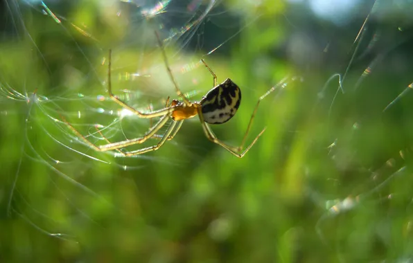 The sun, insects, web, spider, hunter