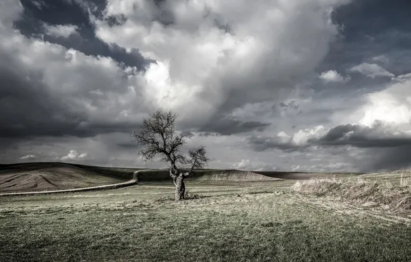 Field, trees, nature