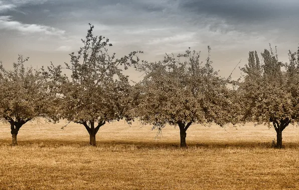 Field, trees, landscape