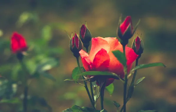 Flower, rose, red, buds