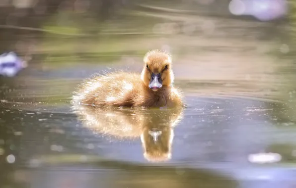 Nature, lake, duck