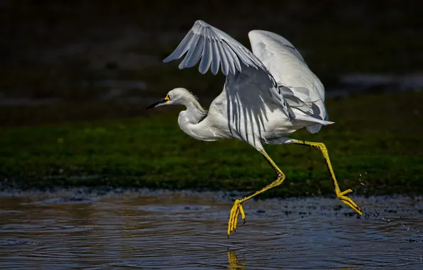 Picture bird, wings, beak, neck, white American egret