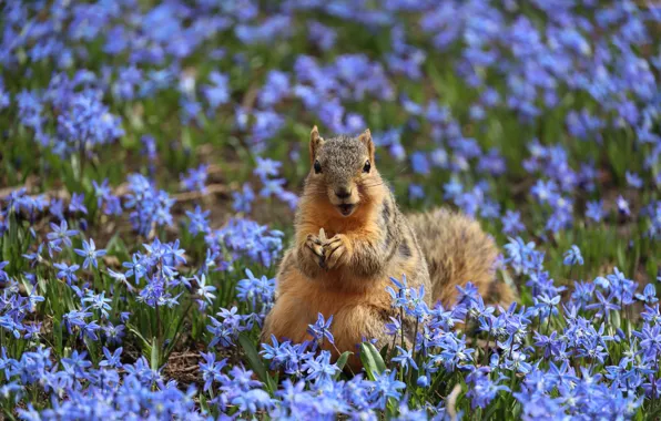 Flowers, pose, glade, spring, protein, face, sitting, meal