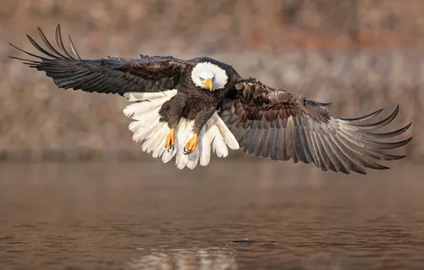 Look, flight, bird, wings, pond, predatory, bald eagle, over the water