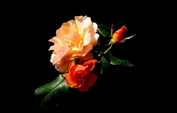 Flowers, roses, petals, Bud, black background, orange roses
