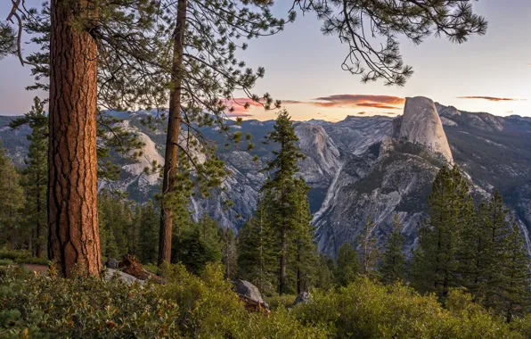Trees, mountains, CA, panorama, Yosemite, California, Yosemite national Park, Yosemite National Park