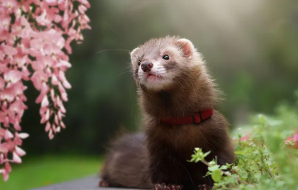 Summer, look, flowers, pose, cute, haze, collar, animal