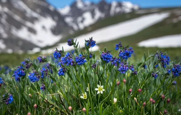Nature, Colorado, lloydia Alpine, mertensia