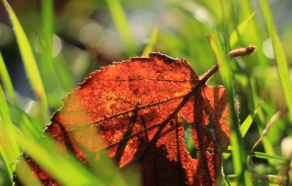 Red, autumn, leaf, withered