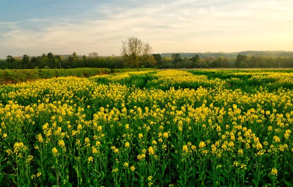 Field, forest, the sky, clouds, trees, rape
