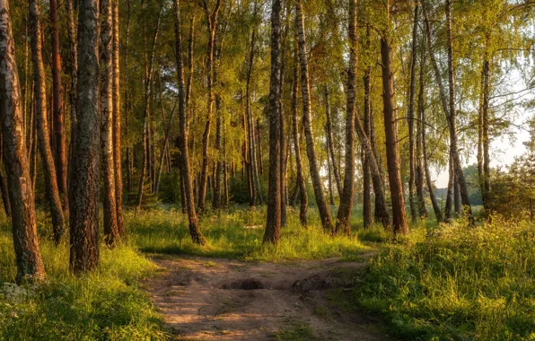 Road, forest, summer, grass, light, trees, trunks, birch