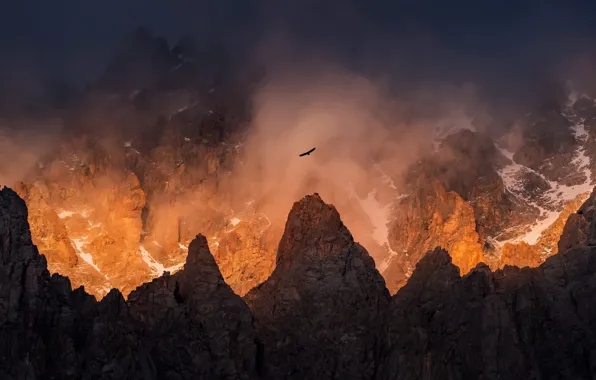 Picture light, mountains, fog, bird