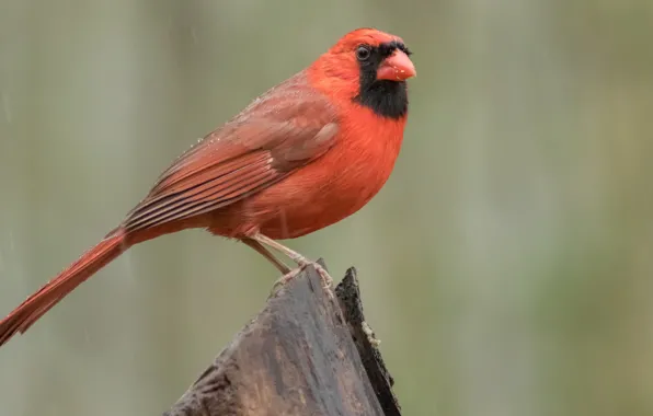 Birds, cardinal, red cardinal