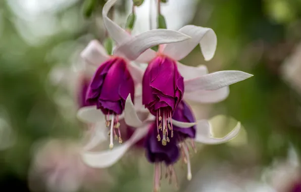 Picture Flowers, flowering, fuchsia