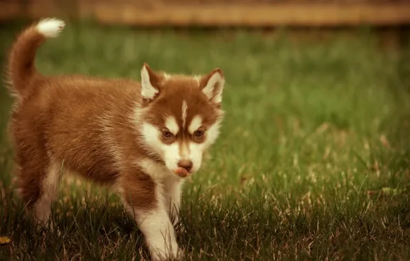 Picture grass, animal, puppy