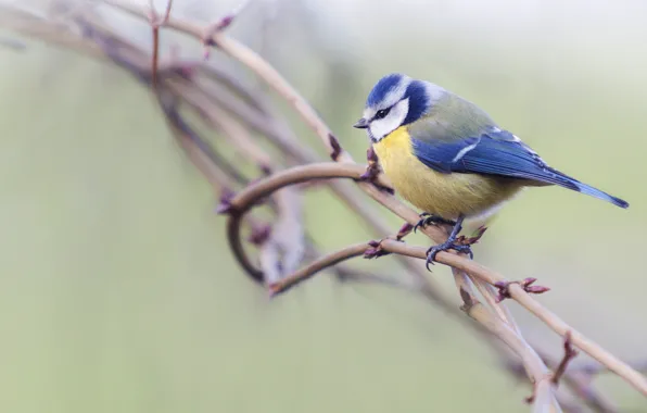 Branches, background, bird, tit
